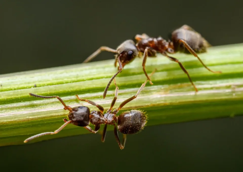 Ants — Pest Control Ants — Pest Control