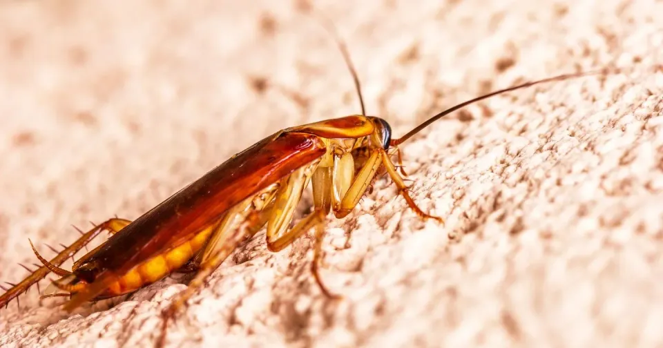 Cockroach — Pest Control Cockroach — Pest Control