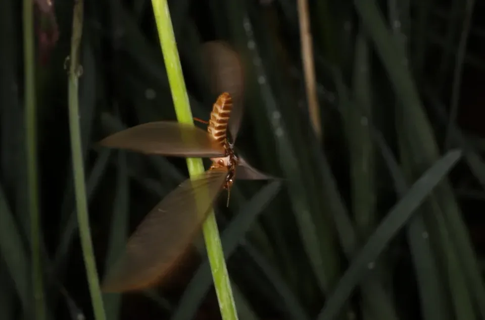 Flying Termite — Pest Control Flying Termite — Pest Control