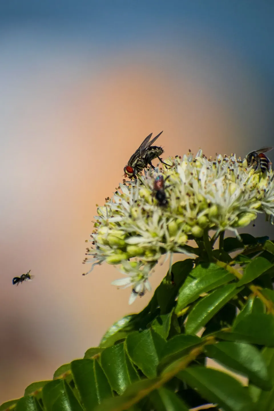 House Fly — Pest Control House Fly — Pest Control