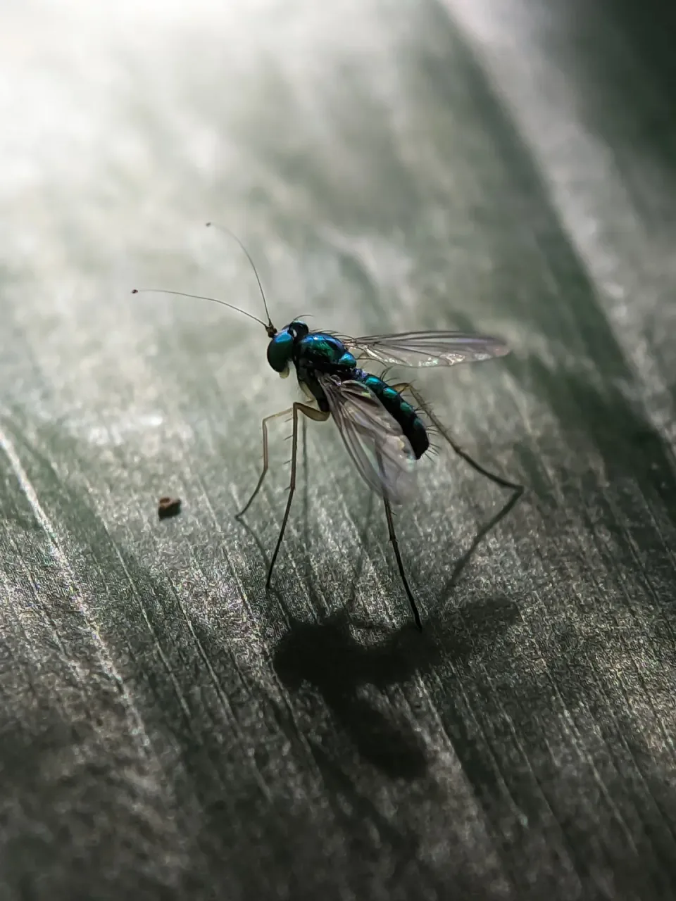 Long-legged Fly — Pest Control