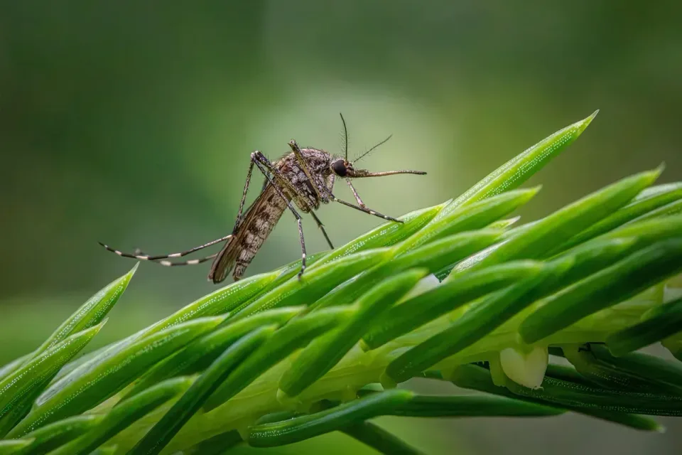 Mosquito — Outdoor Mosquito — Outdoor