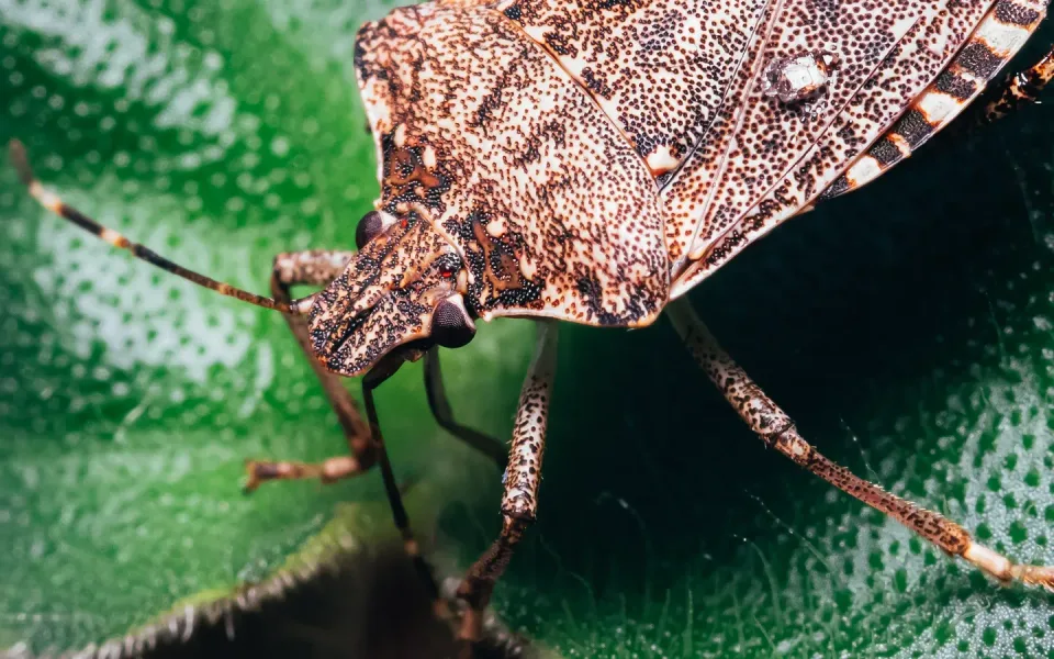 Stink Bug — Pest Control Stink Bug — Pest Control