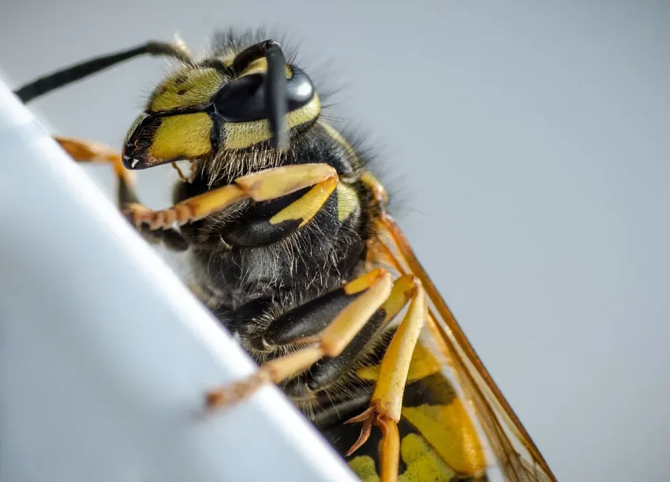 Wasp — Pest Control Wasp — Pest Control
